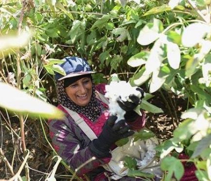 Handpicking cotton 1
