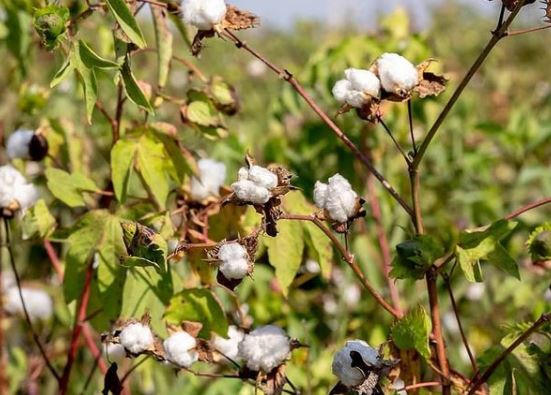 cotton picture
